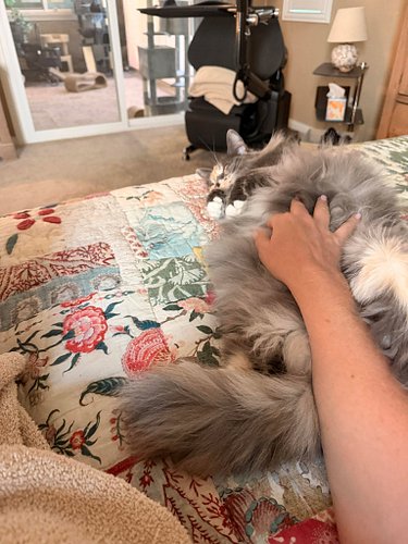 The floofiest cat ever