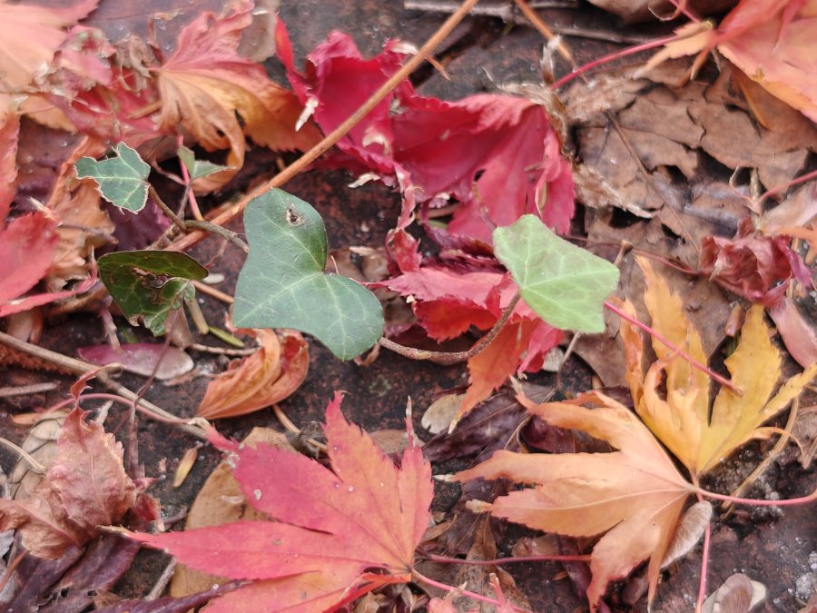 eldhollow image