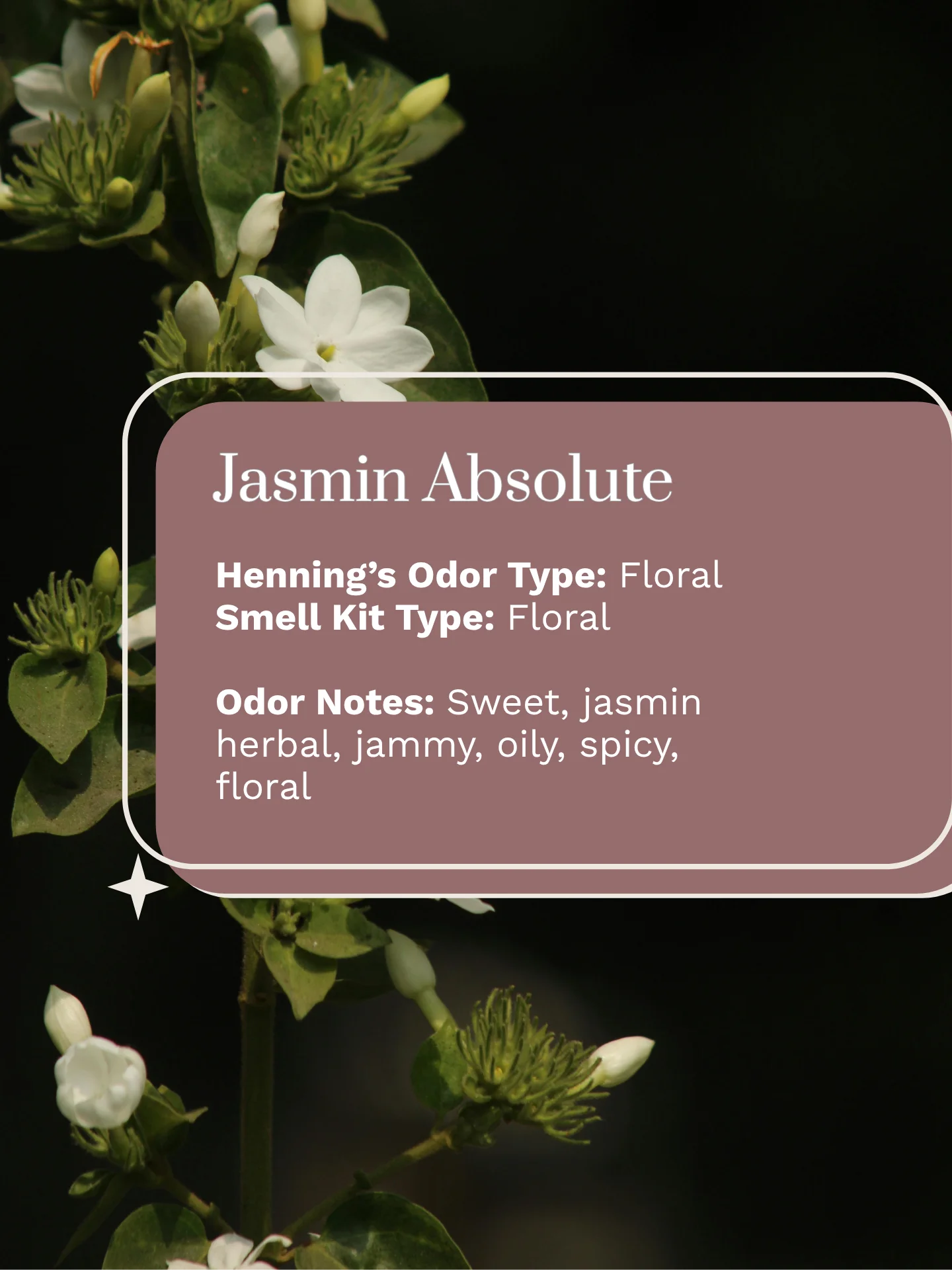 Olfaria Smell Training Kit | Set 1 | 5 Single-Note Essential Oils | Olfactory Training / Smell Loss product image (2)