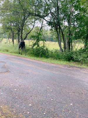 #walking #nature #outdoors #alaska #moose 