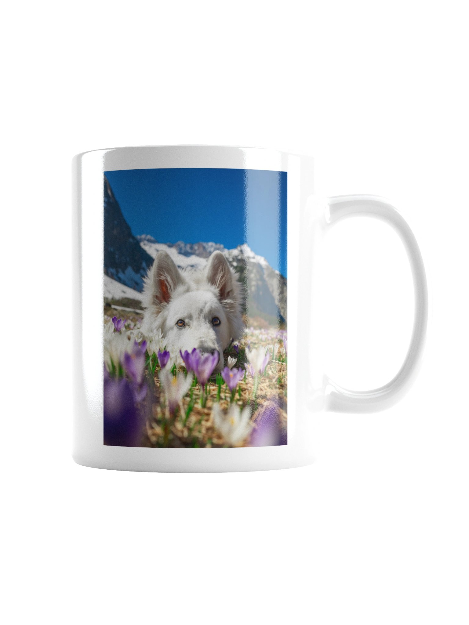 Lil Rasta in the crocus field product image (7)