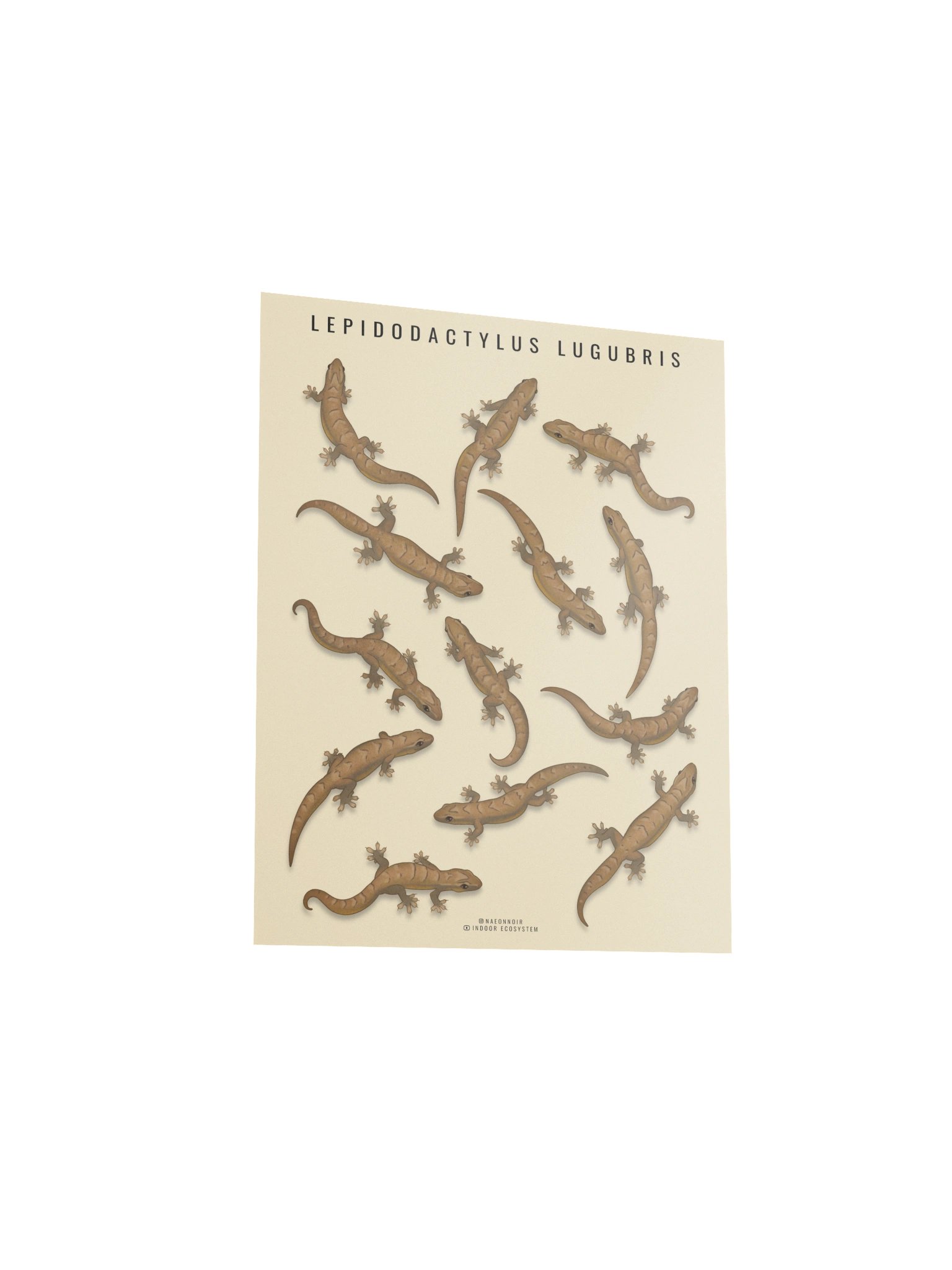 LEPIDODACTYLUS LUGUBRIS (MOURNING GECKO) POSTER (CREAM) product image (3)