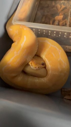 Somebody got a little too excited during feedings this week 😅
