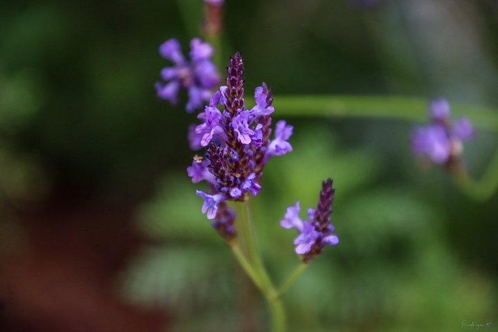 🌸 Fine Art – The Velvet Verbena product image (1)