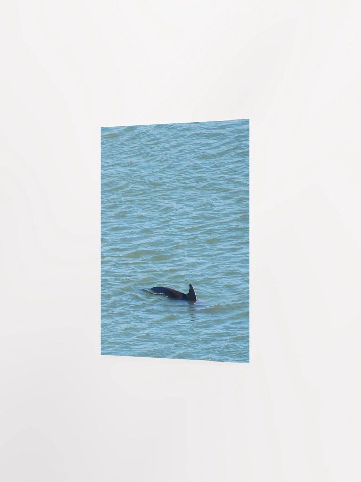 Dolphin Pop-up product image (16)