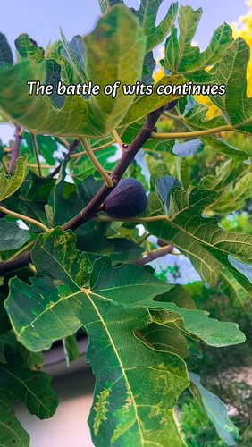 A daily battle between man and animal converges during every fig season. It’s a zero-sum game where only one side can declare...