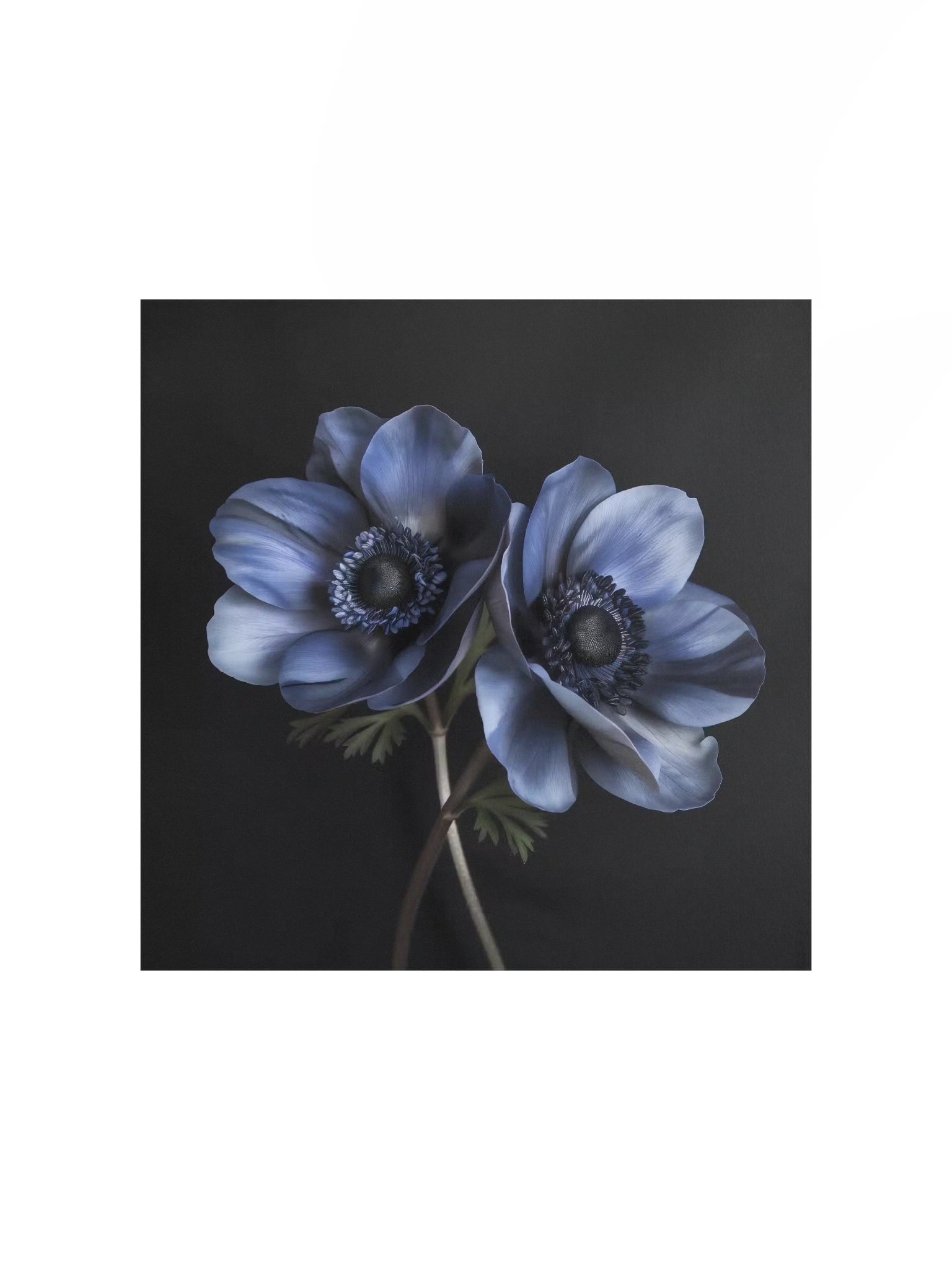 Dual Form | Nocturne Anemone III - Fine Art Print product image (1)