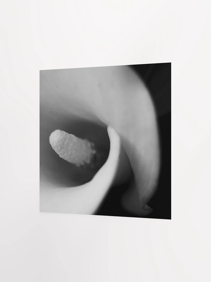 Calla Lily Print product image (4)