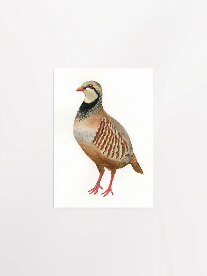 Partridge print product image (1)