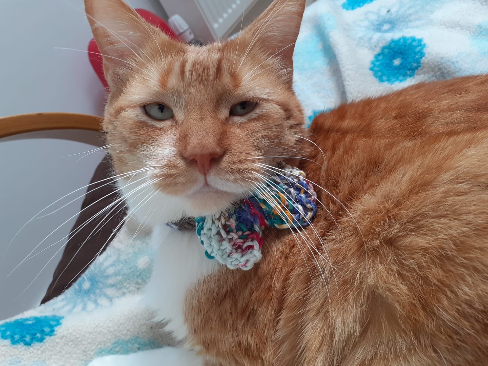 Tiny Jester Cat Bow Tie product image (3)