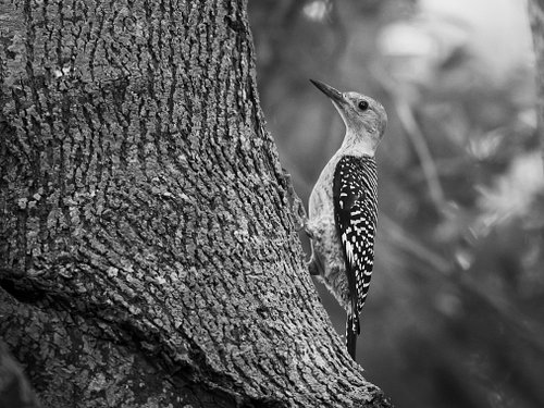 Golden-fronted Woodpecker 
Fast little guys lol ⚡️ Always a joy to see them 😊

#backyardbirding #birder #southtexasbirding #r...