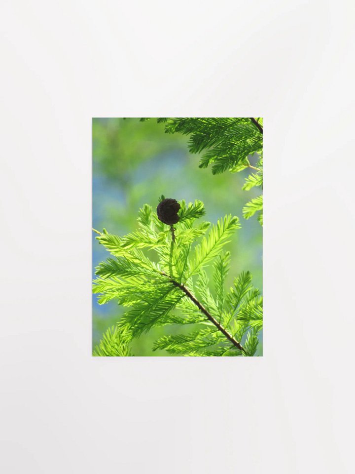 Cypress Tree product image (9)