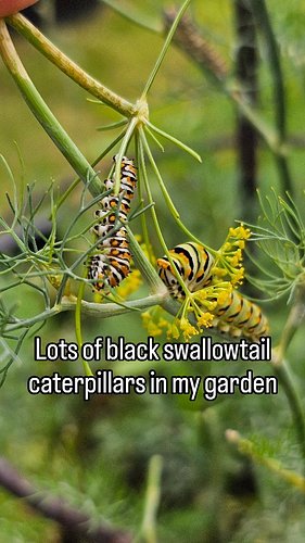 Whole new crew of at least 14 eastern black swallowtail caterpillars + the female laying eggs this morning 🦋👀🐛✨️ made me very...