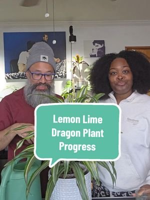 Look how far our Dragon Plant Lemon Lime has come. Good plant parents and a good plant food routine can completely change growth, color, and overall health over time. The before and after says it all. Healthy plants start with consistency, Boo Boo. #plantcare #plantgrowth #purived #purivedhouseplantfood #purivedfertilizer  @Purived Plant Food 