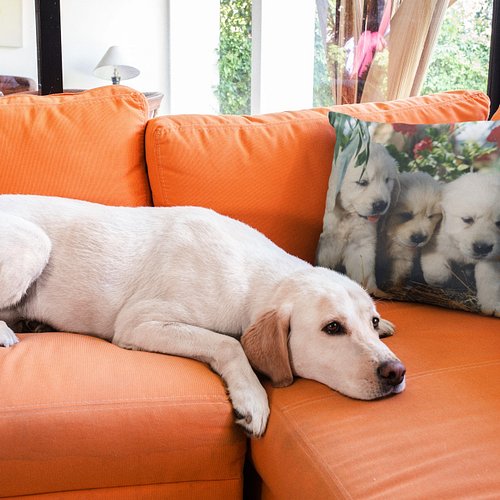 Golden Pillow by Shadowlightimage.com