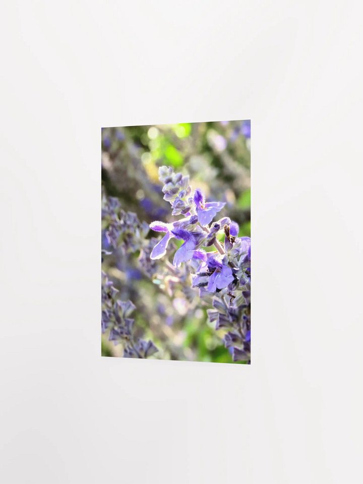 Wisteria 2 product image (27)