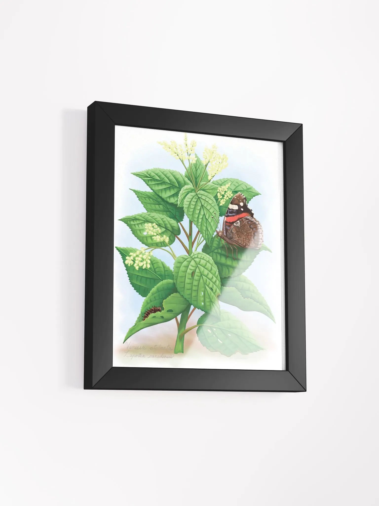 Red Admiral Butterfly & Caterpillar product image (17)
