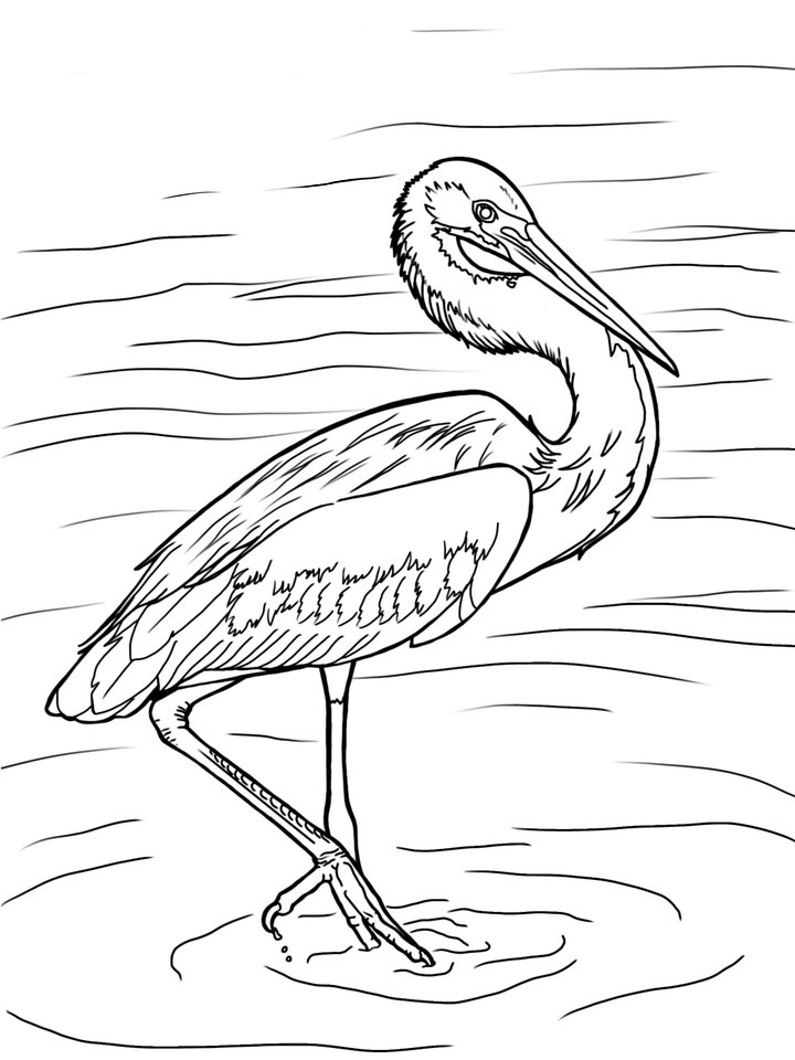 Coloring Page- Tricolor Heron product image (1)