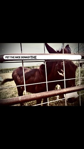Anyone else sweat their donkey balls off today? This lil cutie was still welcoming strangers to a free batch of scritches and...