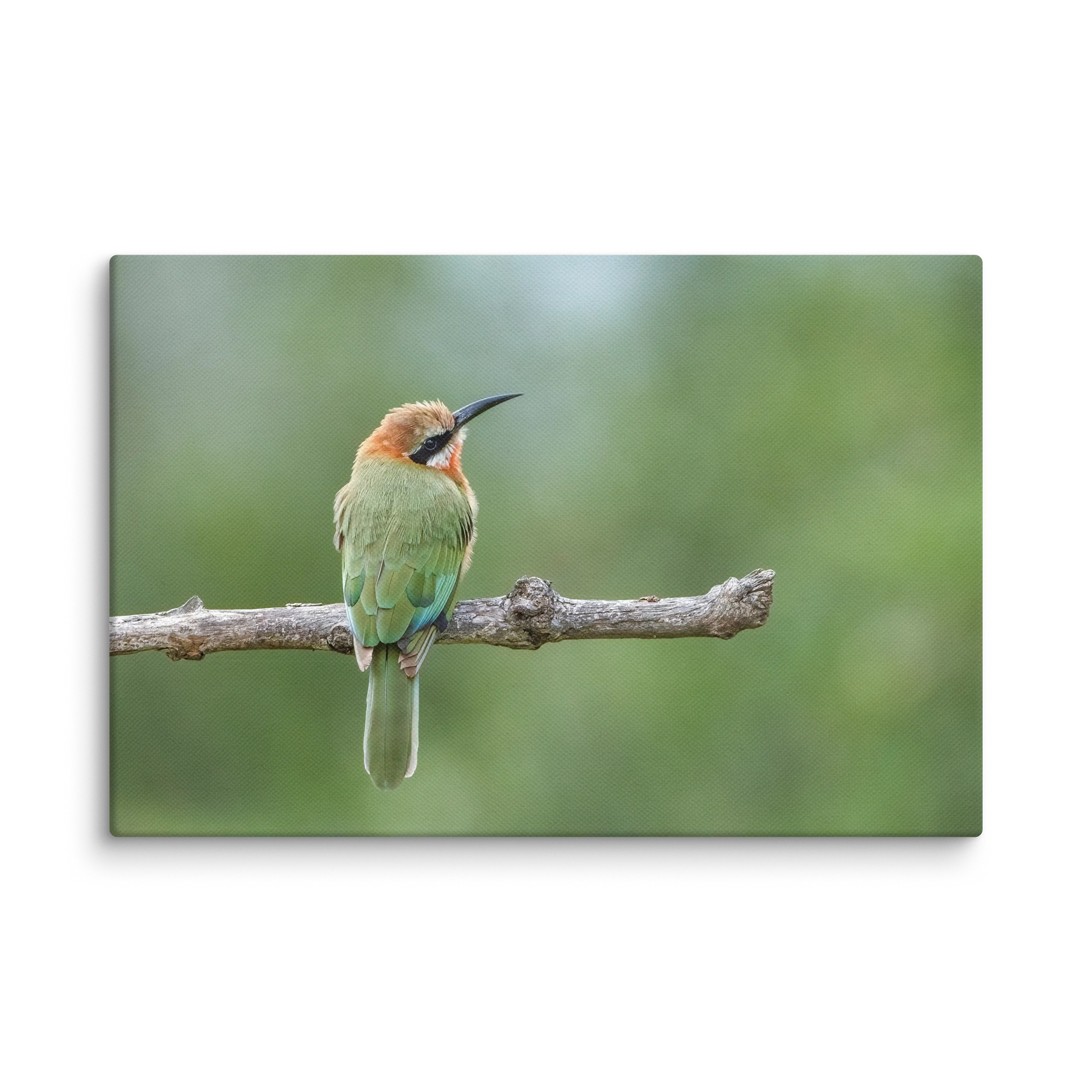 Bee-Eater product image (1)
