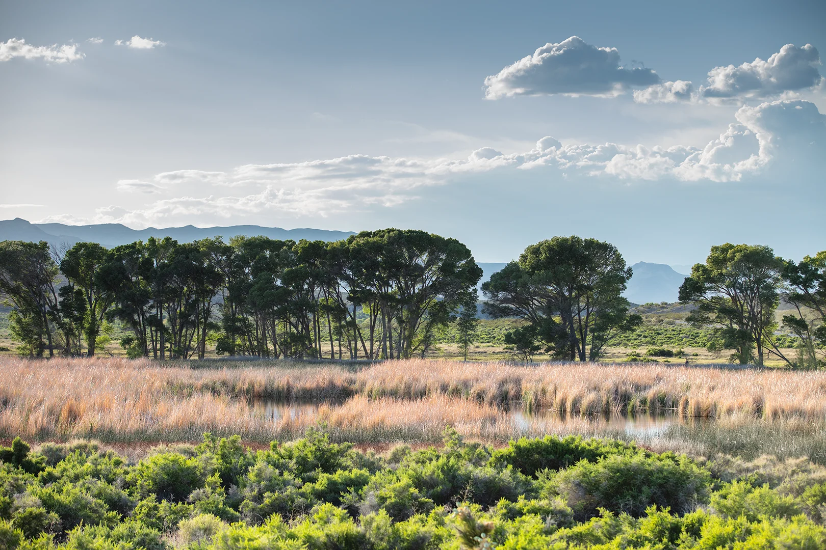 Print - Pahranagat Wildlife Refuge, Nevada product image (9)