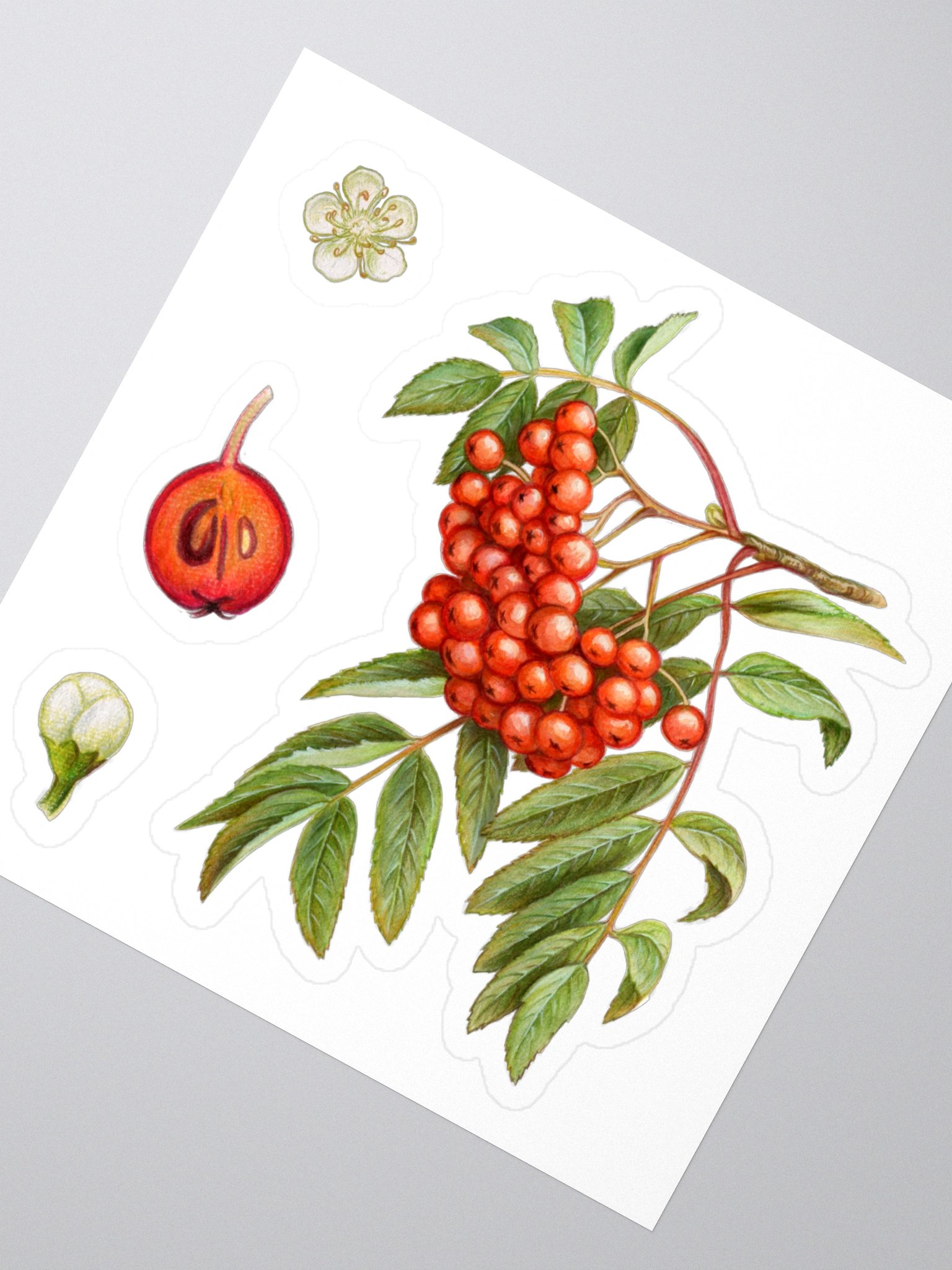 Rowan plant stickers product image (3)