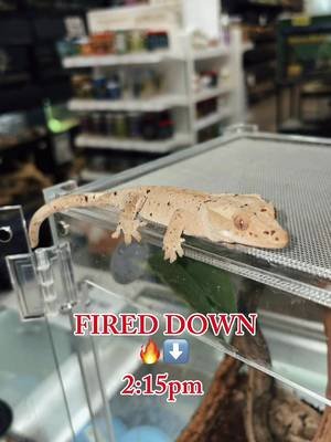 GET FIRED UP! This beautiful gal is up for auction on Morph Market RIGHT NOW! ##animals #pets #crestedgecko 
