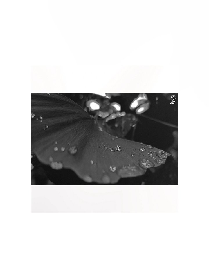 Black and White Dew on Leaf product image (2)