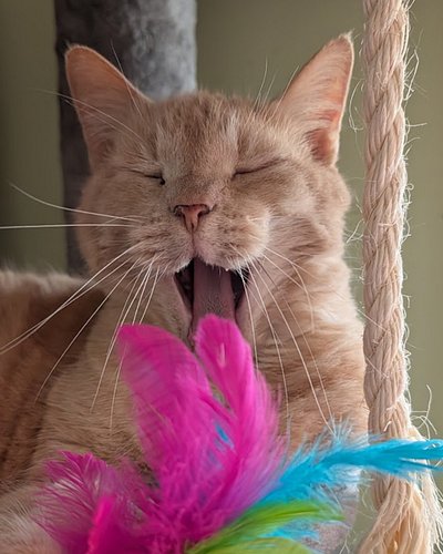 Goodnight from Aaron! Hope you all had a cozy Caturday!