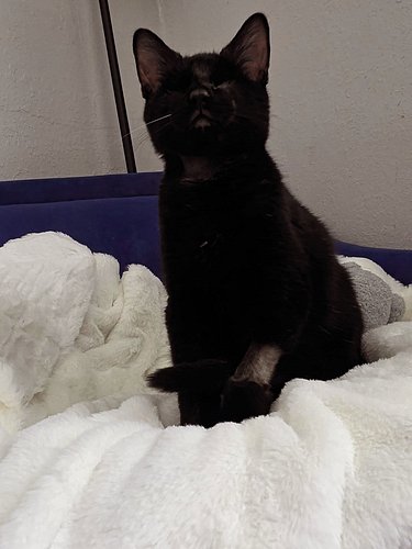 The most perfect ray of Sunshine (Microplastics) in the world. ☀️😻 

Twin rescue kittens
☀️Sunshine Microplastics (girl w no ...