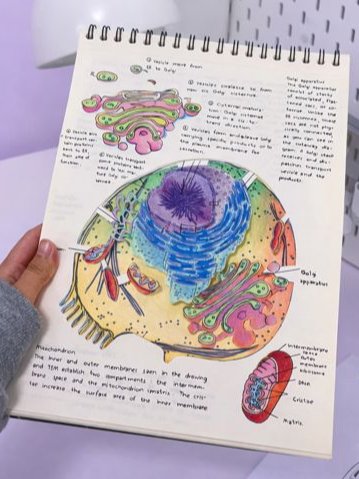 DIY Layered Cell Anatomy Book product image (1)