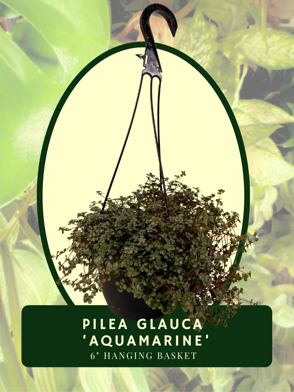 Pilea Glauca 'Aquamarine' Hanging Basket product image (1)