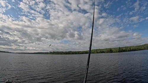 Catching smallmouth bass on rapala jerk bait, casting and retrieving.

at this point I already lost 3 this one got off in the...