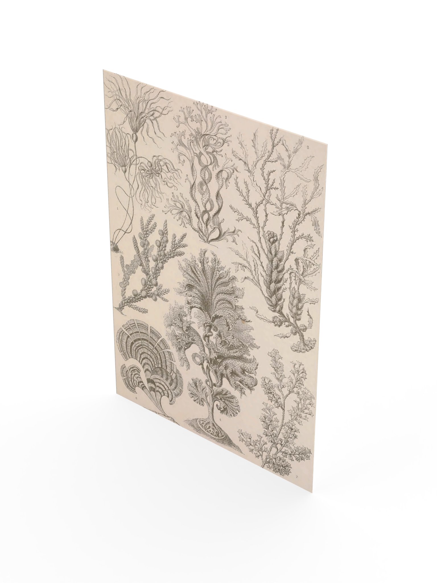 Fucoideae, Plate 15 – Haeckel Poster product image (3)