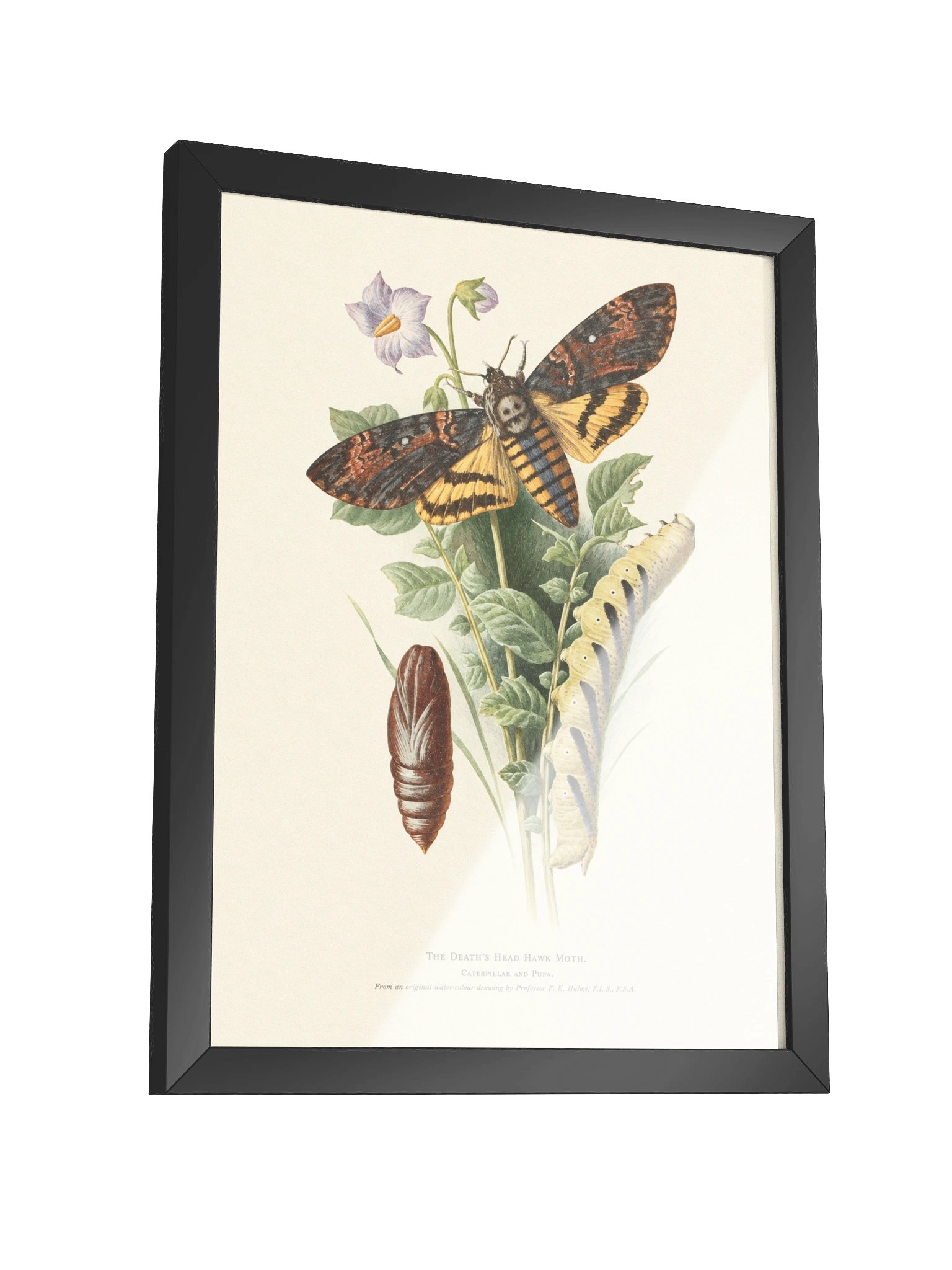 Death’s Head Hawk Moth — Restored Vintage Natural History Framed Poster product image (4)