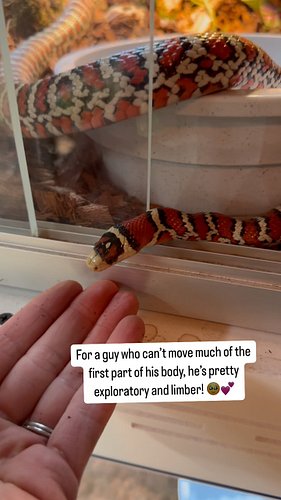 He’s doing as well as can be, and it makes me happy that he’s being bold and interactive. 
****
->Follow @snaketherapy_shiral...
