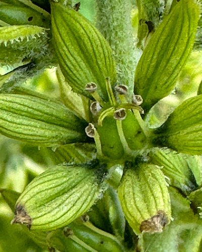 Veratrum viride, False Hellebore or Skunk Cabbage (in California), is in the Melanthiaceae, the False Hellebore Family. 

The...