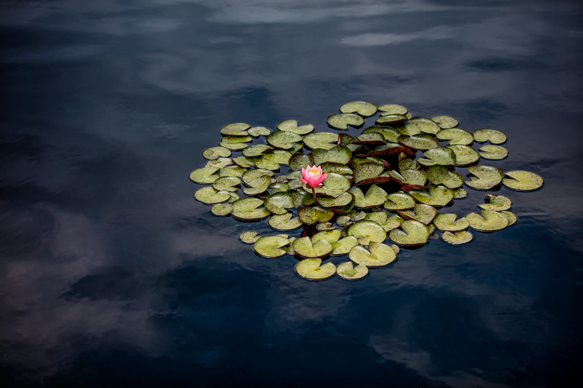 Print - Lily Pads product image (13)
