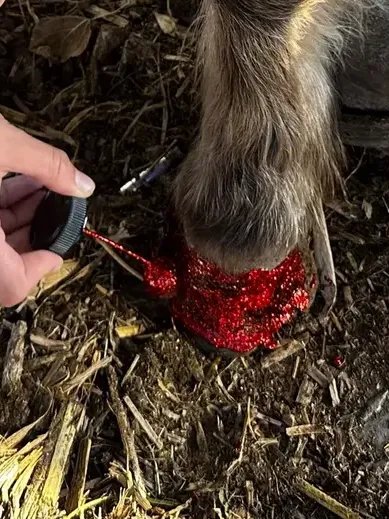 Hoof Polish (Nail Polish Safe for Animals) product image (11)