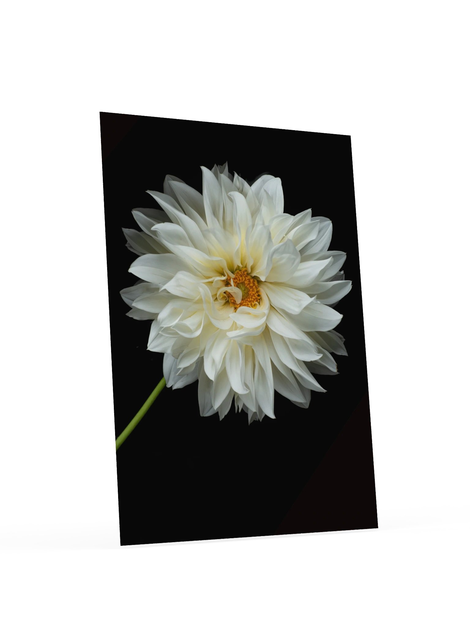 White Dahlia — Botanical Fine Art Photography Print product image (5)
