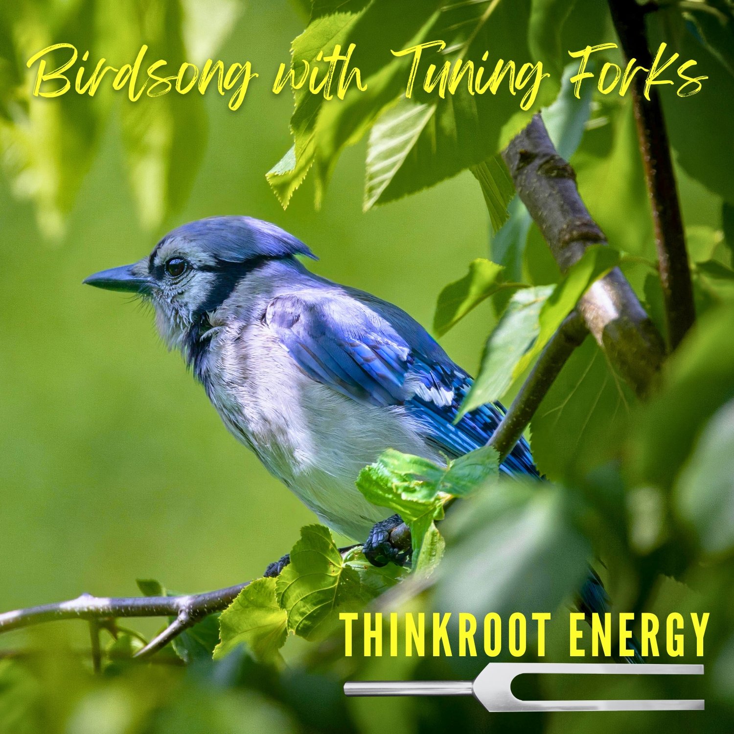 MP3 ALBUM | Birdsong with Tuning Forks product image (1)