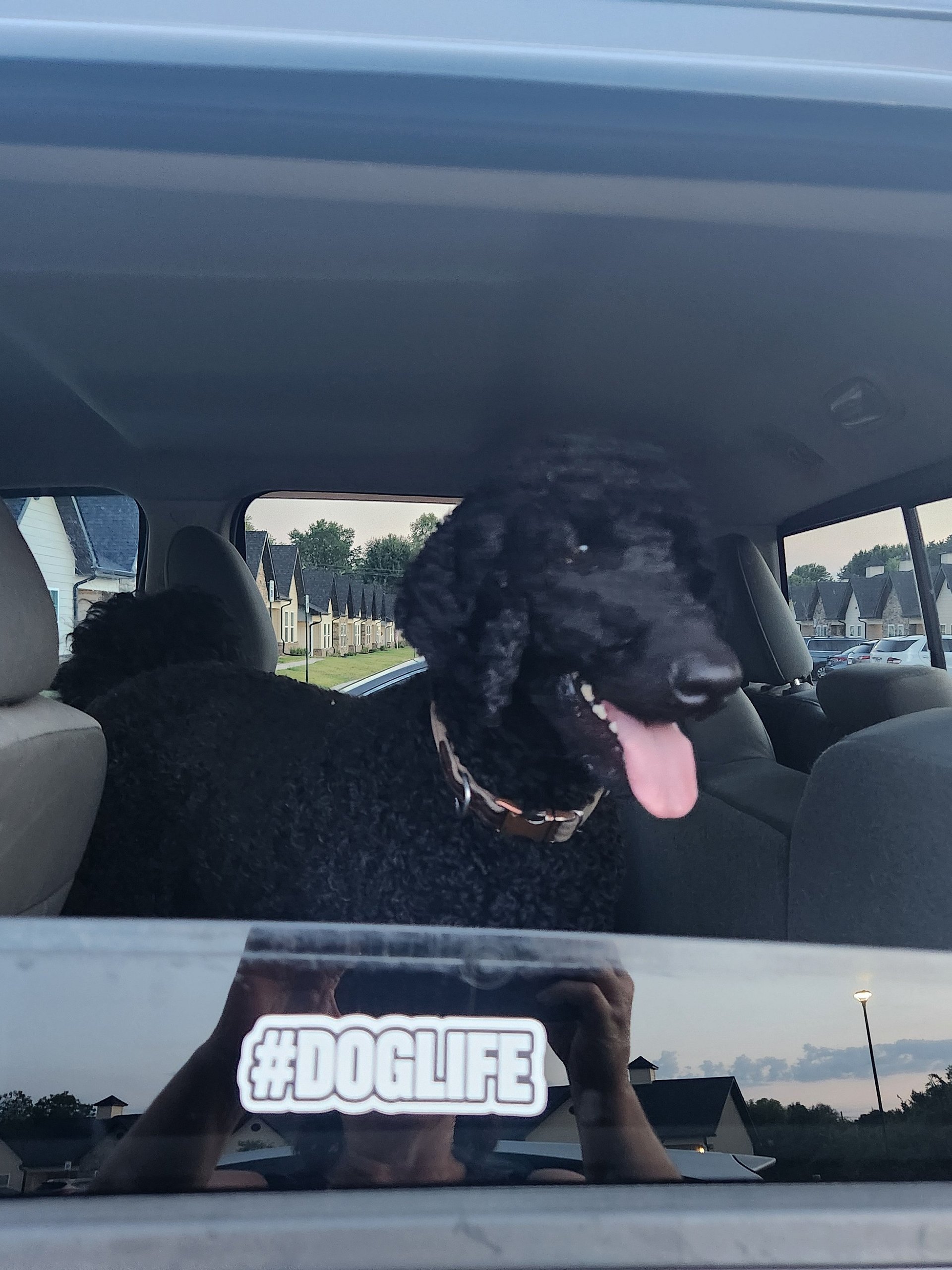 #DOGLIFE STATEMENT STICKER product image (6)