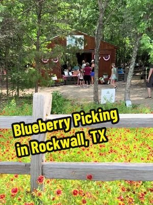 I had the most magical day picking blueberries at @BlaseFamilyFarm with my nieces and their parents! This is a MUST DO summer activity if you’re in the DFW area. Read all about it on the blog - link in bio. 🫐 #dfw #rockwall #rockwalltx #texassummer #berrypicking