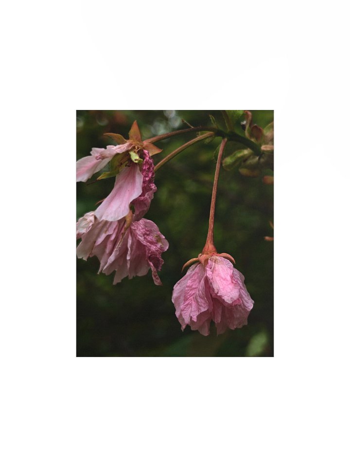 wilted cherry — from "holding" | art print | eza | casa de karma product image (1)