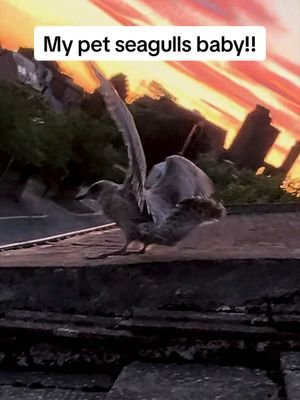 OMG OMG its stevens baby! Words cannot describe how proud of him I am right now! ❤️ #fyp #foryou #seagull #birds #feedingsteven