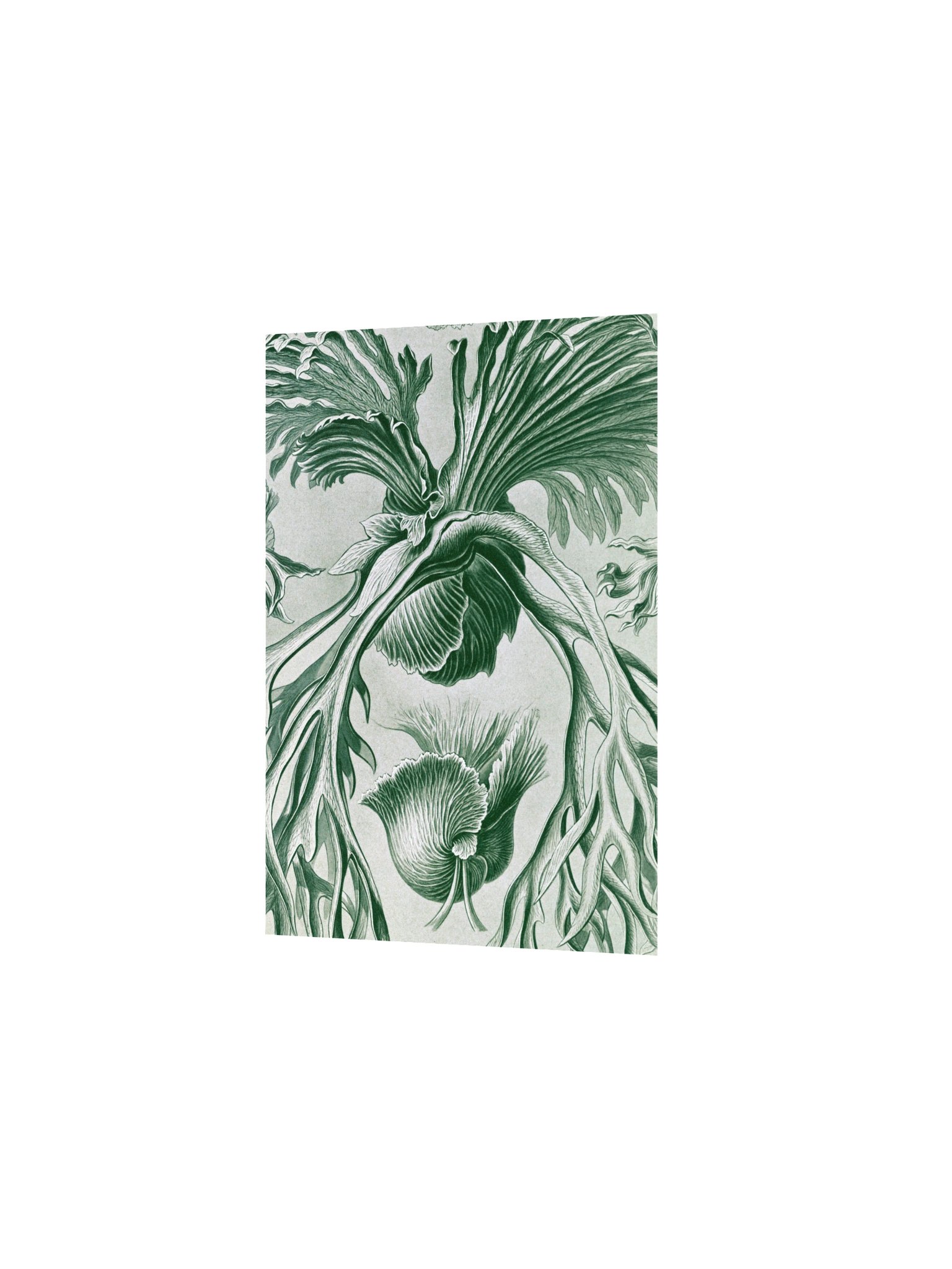 Staghorn Ferns Antique Botanical Art Print product image (5)