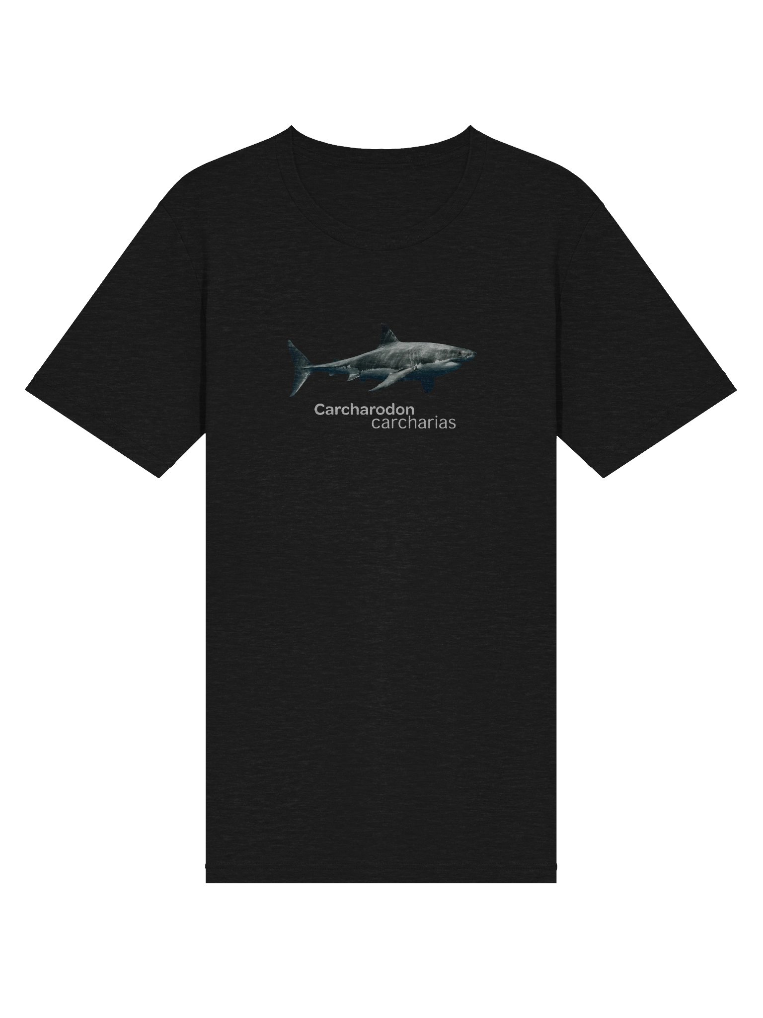 Carcharodon carcharias. product image (3)