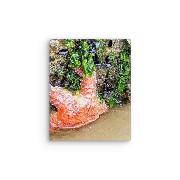 Starfish Serenity Thin Canvas product image (6)