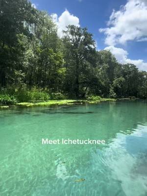this water got pretty privilege 💦 #thewetterthebetter #parktok #onlyparks #floridasprings #florida 