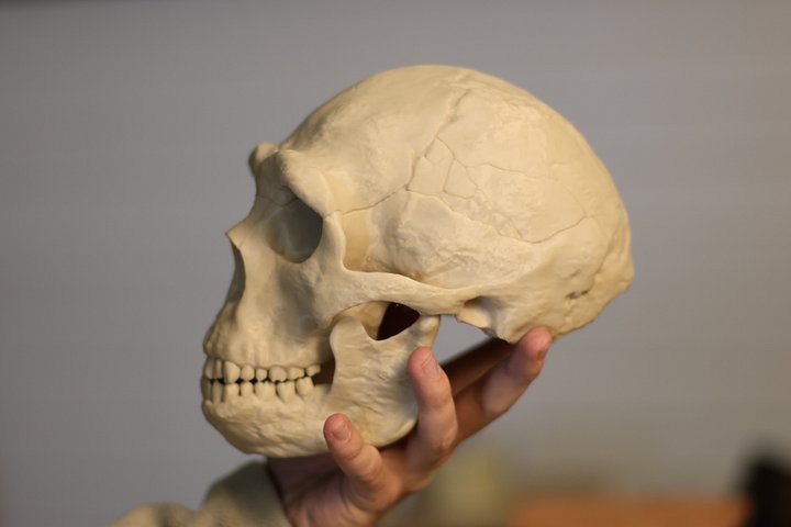Homo erectus Skull product image (2)